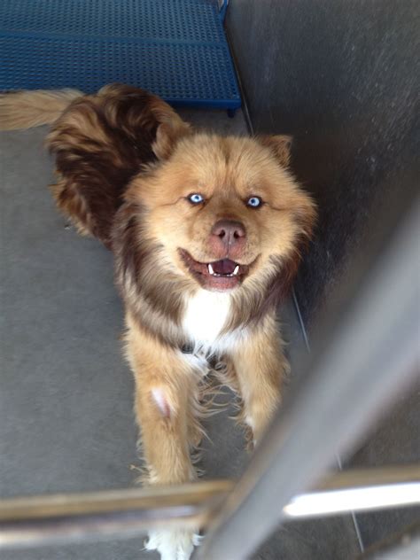 This Is Chocolaterescued From The Lancaster Ca Shelter Where They