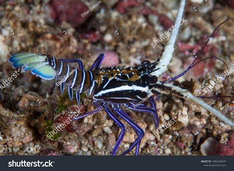 Juvenile Painted Spiny Lobster Panulirus Versicolor 스톡 사진 1485344870