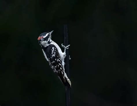 Woodpeckers In Michigan 9 Species With Pictures Wild Bird World