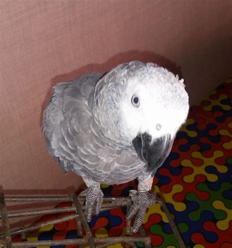 African Grey Female Parrot Auburn For Sale Auburn Pets Birds
