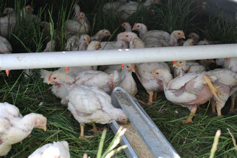 Raising Free Range Cornish Cross Chickens Cross S Ranch