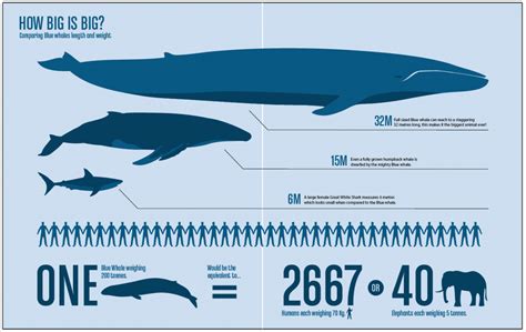 On land, an animal as large as the. 10 Incredible Facts About Blue Whales - Passport Ocean