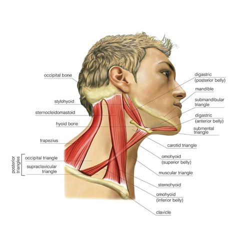 Cervical Muscles Photograph By Asklepios Medical Atlas Fine Art America