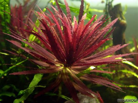Limnophila Hippuridoides Flowgrow Aquatic Plant Database