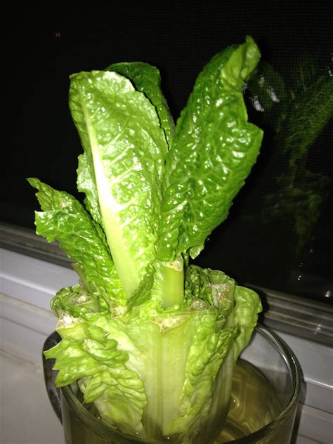 Regrowing Lettuce Finger Lickin Kitchen