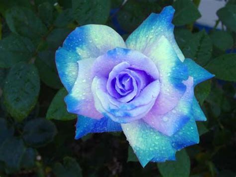 The Rarest Rose By Natashavi On Deviantart Rare Roses Flower Seeds
