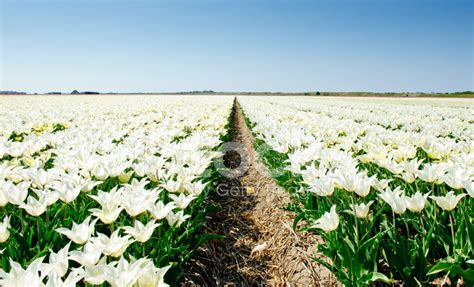 White Tulip Field Stock Photo Royalty Free Freeimages
