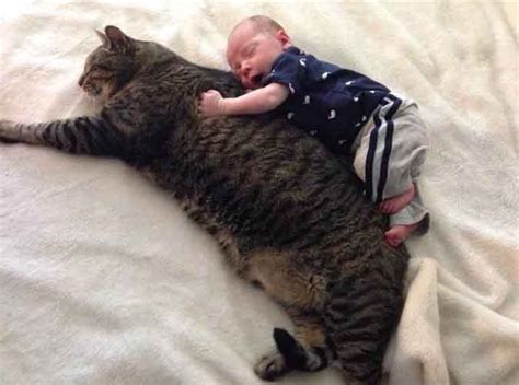 Literally Just 16 Photos Of Cats Cuddling With Babies