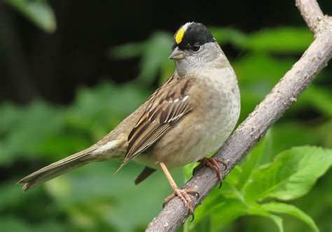 Golden Crowned Sparrows In The Klondike Birdnote