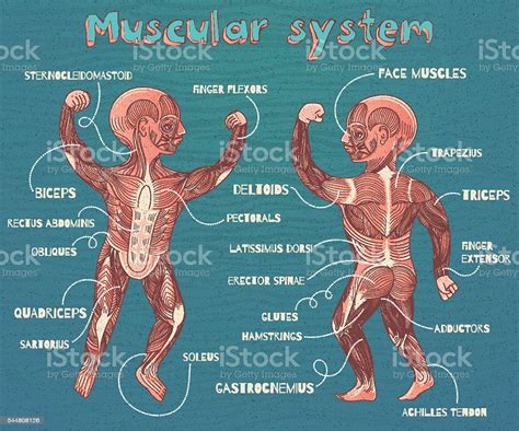 Interactive human muscles of the upper body with clickable muscles including biceps brachii, deltoid, trapezius, pectoralis, etc. Vector Cartoon Illustration Of Human Muscular System For Kids Stock Illustration - Download ...