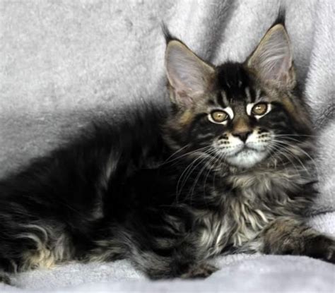 Also check with koontopia.com teresa in kentucky! Maine Coon Kittens For Sale - Kittens | animals ...