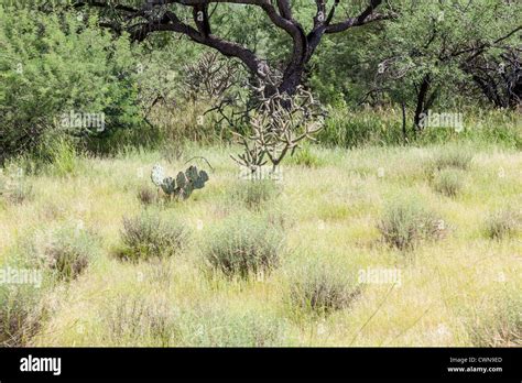 Cacti And Grasses In Southern Arizona Sonoran Desert Stock Photo Alamy