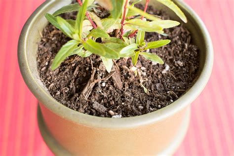 These small brown pests are in the superfamily coccoidea, and they are usually found on houseplant stems and leaf joints. How to Use Vinegar to Get Rid of Fungus Gnats on a House ...