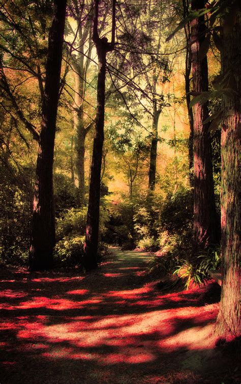 Enchanted Forest 3 By Cathleentarawhiti On Deviantart