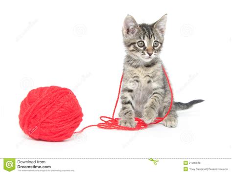 3 please subscribe for more cute cat and kitten videos! Cute Tabby Kitten Playing With Yarn Royalty Free Stock ...