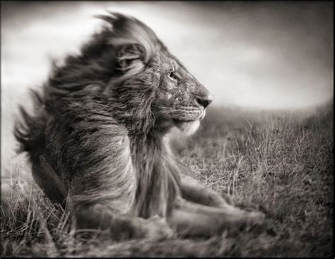 Fotógrafo Famoso Del Día Nick Brandt