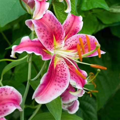 Pink Tiger Lily 689 Photo By Photographer Kathy B Lily Seeds