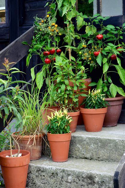 Small Vegetable Garden Ideas And Tips Garden Design