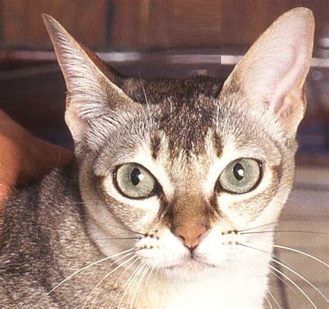 Singapura Cat Information Pictures Facts And Videosquite An Active
