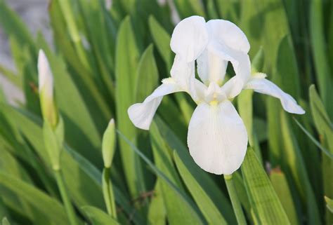 Bearded iris grows from a thick, rootlike structure called a rhizome. PLANTanswers: Plant Answers > 12 Months of Watersaver ...