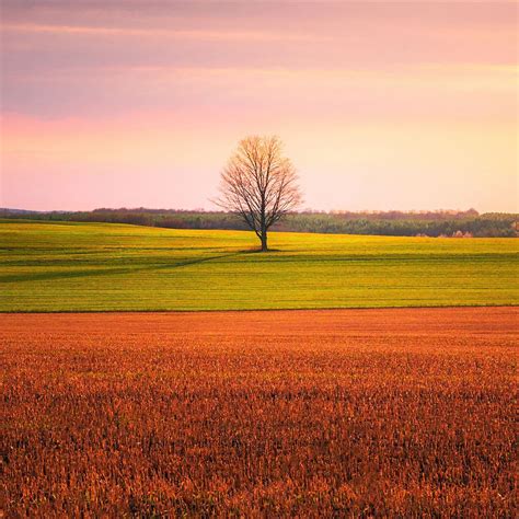 Lonely Tree In The Middle Of A Crop Field 4k Ipad Wallpapers Free Download
