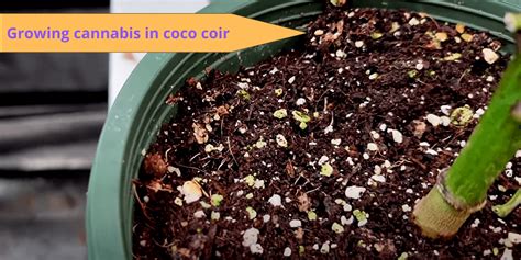 Coco Coir Vs Soil For Cannabis Growing I49 Blog