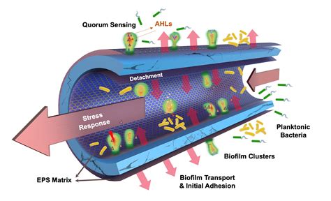 Membranes Free Full Text Mini Review Of Biofilm Interactions With