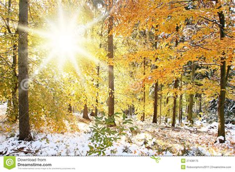 Sunny Winter Forest Scene Royalty Free Stock Photo Image 27438175