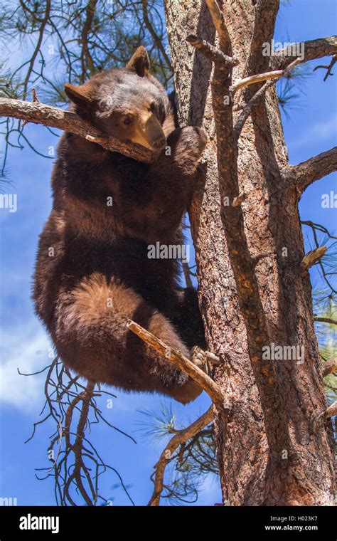 American Black Bear Ursus Americanus Climbs Down A High Pine Usa