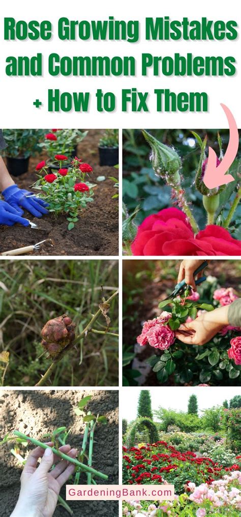 Rose Growing Mistakes And Common Problems How To Fix Them Pinterest