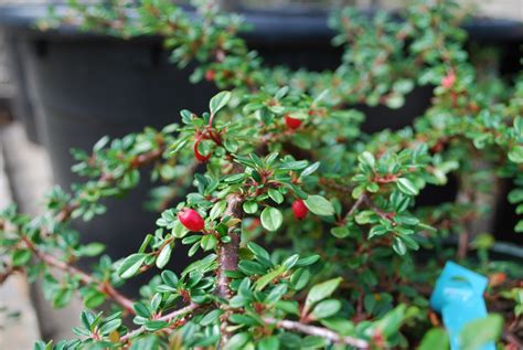 Evergreen Shrubs Planters Choice