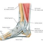 There are many muscles located in the lower leg, but there are three that are particularly well known—the gastrocnemius and the soleus, which are the most powerful muscles in the lower leg, and the anterior tibialis. Ligaments, Muscles, and Tendons