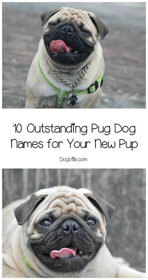 Margaret jane chloe bertie annabelle cordelia kiera darcy isabelle elizabeth charlotte zoe emma daisy helena … more 10 Outstanding Pug Dog Names for Your Sweet Pooch | Dog ...