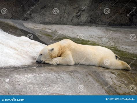 Polar Bear In The Moscow Zoo Stock Image Image Of Nursery Cage