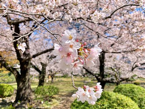 Cherry Blossom Varieties And How They Bloom Snow Monkey Resorts