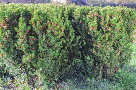 Da sie etwa 20 cm im jahr wachsen können sie sich ausrechnen, wann sie eine wirklich respektabel größe erreichen. Eibe düngen » Wann, womit und wie oft? (Taxus baccata)
