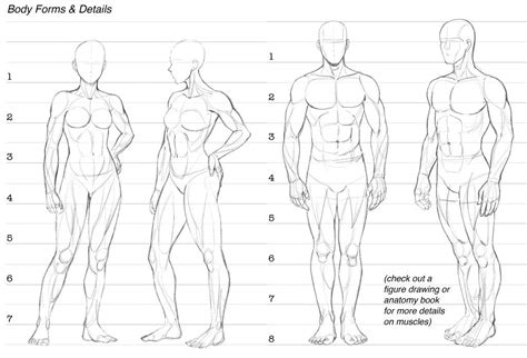 Muscular Body Drawing At Getdrawings Free Download