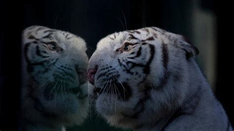 Buenos Aires Zoo Shows Off Baby White Bengal Tiger Triplets Fox News