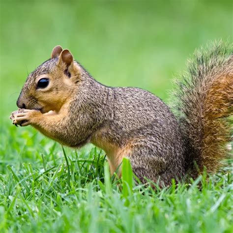 Fox Squirrel Identification Habitat And Behavior Russells Pest Control