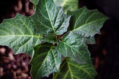 Do not wait for the onset of symptoms: Factsheet - Datura metel (Angel's Trumpet)