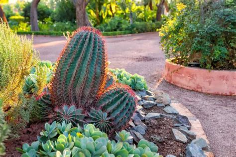 20 Stunning Cactus Garden Ideas Photo Gallery Home Awakening
