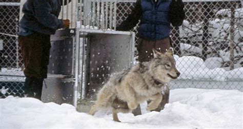 Yellowstone Rewilding How The Rewilding Of Wolves Saved Yellowstone
