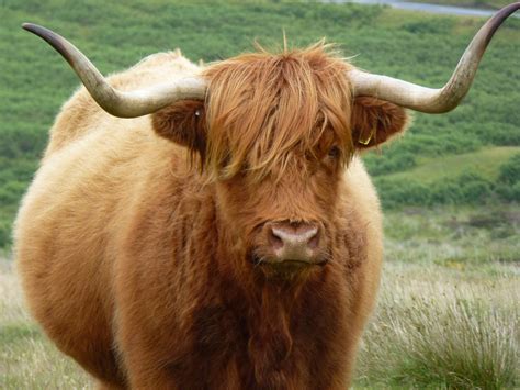 Dartmoor Cow Highland Cattle Scottish Highland Cow Highland Cow