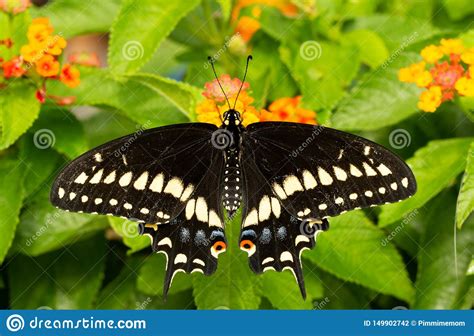 Opini N Dorsal Una Mariposa Negra Del Este De Swallowtail Foto De