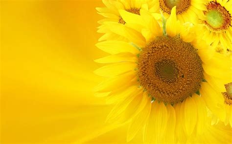 Yellow Sunflower On Yellow Background Wallpaper Nature And Landscape