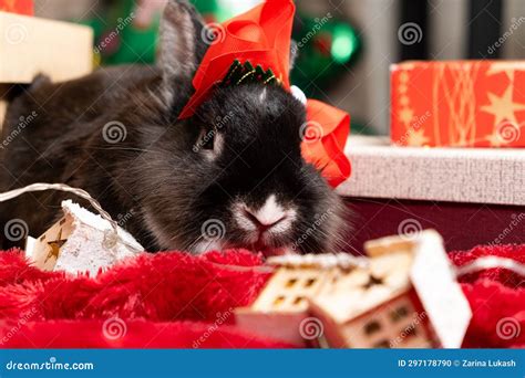 Funny Christmas Bunny Among Christmas Eve Ts Stock Photo Image Of