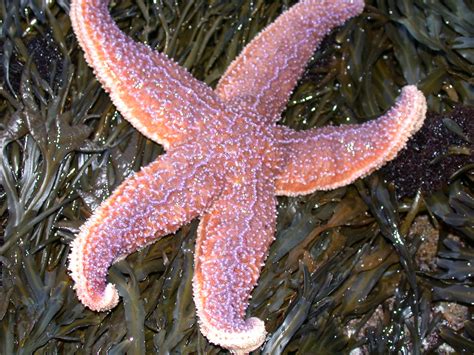 Purple Starfish Purple Starfish Gulf Of Maine Lifeboy252 Flickr