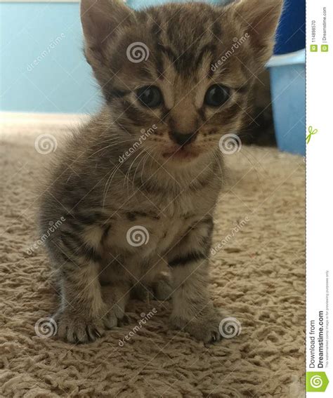 Kitten Stock Photo Image Of Russian Munchkin Kitten 114898570