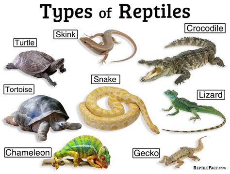 Reptile Fact Definition Characteristics List Of Types