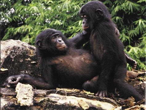 Chimpanzee Reproduction Fact About The Birth Of Chimps